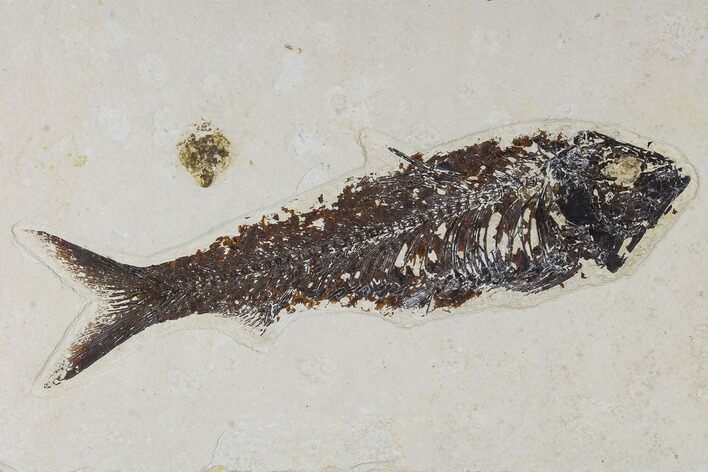 Fossil Fish (Knightia) - Green River Formation #113994